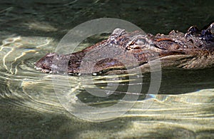 Aligator