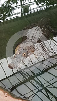 Aligator