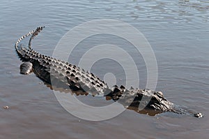 An aligator half submerged in the Everglades