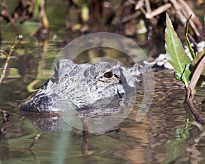 Aligator head above water