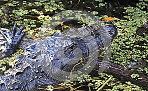 Aligator and his babies in Everglades National Park