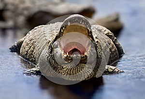 Aligator with mouth open