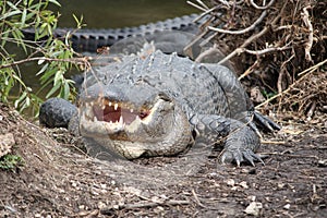 Aligator with open Mouth