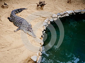 Aligator preparing to leap into the pond at a zoo