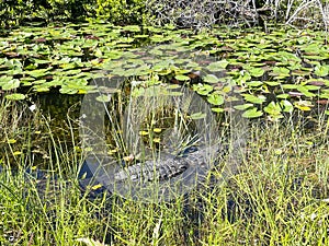 Aligator resting, Everglades naional park, Florida, USA