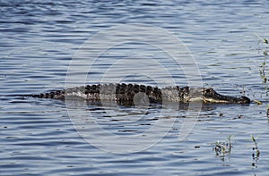 Aligator resting on the river. Myakka River