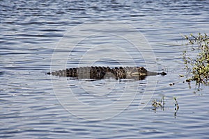 Aligator resting on the river. Myakka River