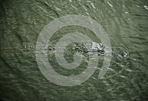 Aligator resting on the river. Myakka River