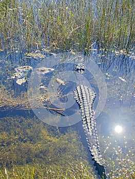 Aligator resting in water, Everglades naional park, Florida, USA