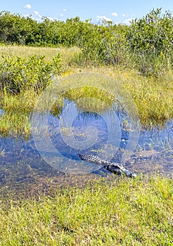 Aligator resting in water, Everglades naional park, Florida, USA