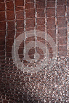 Aligator Skin. Crocodile Skin