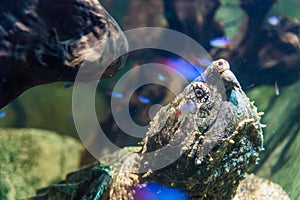 Aligator snapping turtle, macrochelys temminckii