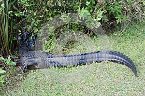 An aligator tail