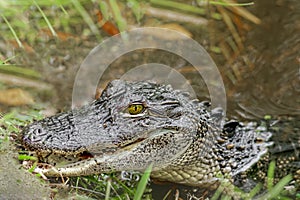 Aligator