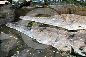 aligators are resting in the water
