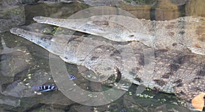 aligators are resting in the water