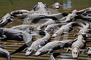 Aligators Sunning