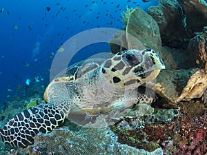 Alighted hawksbill sea turtle photo
