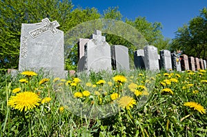 Aligned headstones in a cemetary