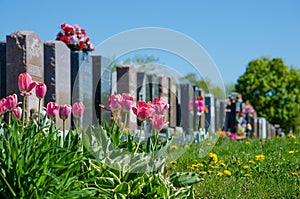Aligned headstones in a cemetary