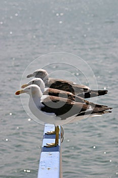 Aligned seagulls