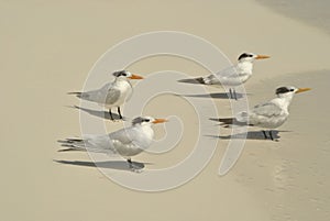 Aligned seagulls watching to the sea