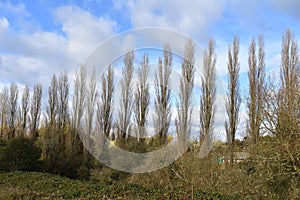 Aligned trees with blue sky background - Leamington Spa UK