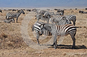 Aligned Zebras