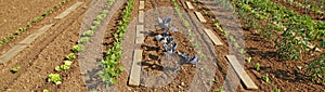 Alignment of rows of different vegetables in a vegetable garden