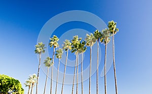 Alignment of tall Washingtonia Filifera palm trees with blue sky background in Cannes