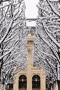 Alignment of trees under the snow