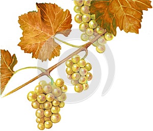 Aligoté WHITE GRAPES AND LEAVES