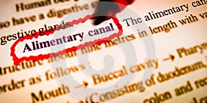 alimentary canal biological terminology displayed with paper pen abstract background photo