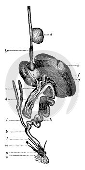 Alimentary Canal of a Bird, vintage illustration photo