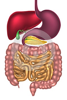 Alimentary Canal Digestive System photo