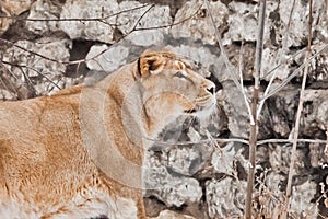 Alioness looks at the side against the background of stones with interest, the curious look of a predator