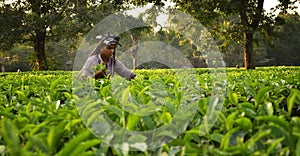 Woman pick up tea leafs by hand at tea garden in Darjeeling, one of the best quality tea in the world, India