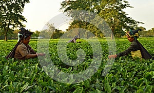 Women pick up tea leafs by hand at tea garden in Darjeeling, one of the best quality tea in the world, India