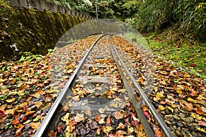The Alishan Forest Railway is covered with maple leaves