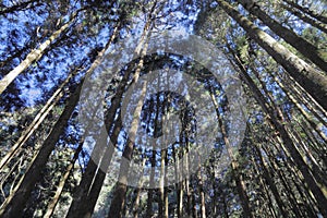 Alishan National Scenic Area in Taiwan