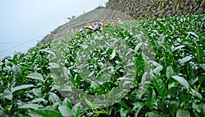 Alishan tea fields