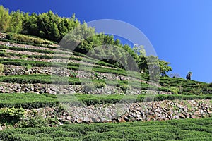 Alishan tea plantation