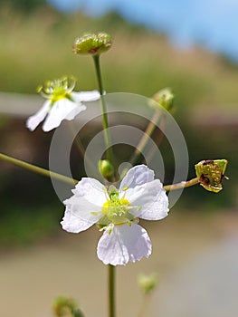 Alisma plantago-aquatica