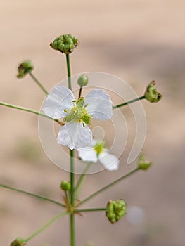 Alisma plantago-aquatica