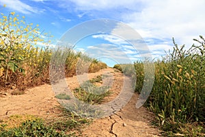 Aliso and Wood Canyons Wilderness Park hiking paths in Laguna Be