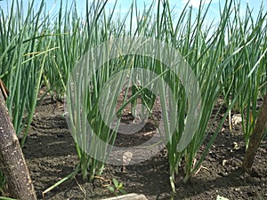 Alium fistulosum or Welsh onion cultivation in field photo