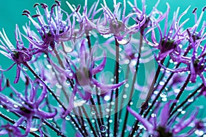 Alium flower with dandelion flower structure wit water drops. ma