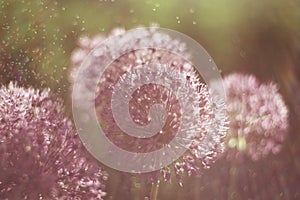 alium flower with dandelion flower structure wit water drops. macro. soft focus. shallow depth of field