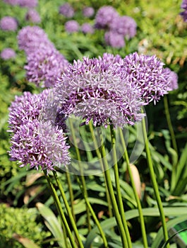 Alium Giganteum