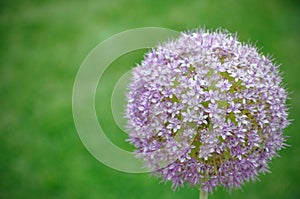 Alium giganteum photo